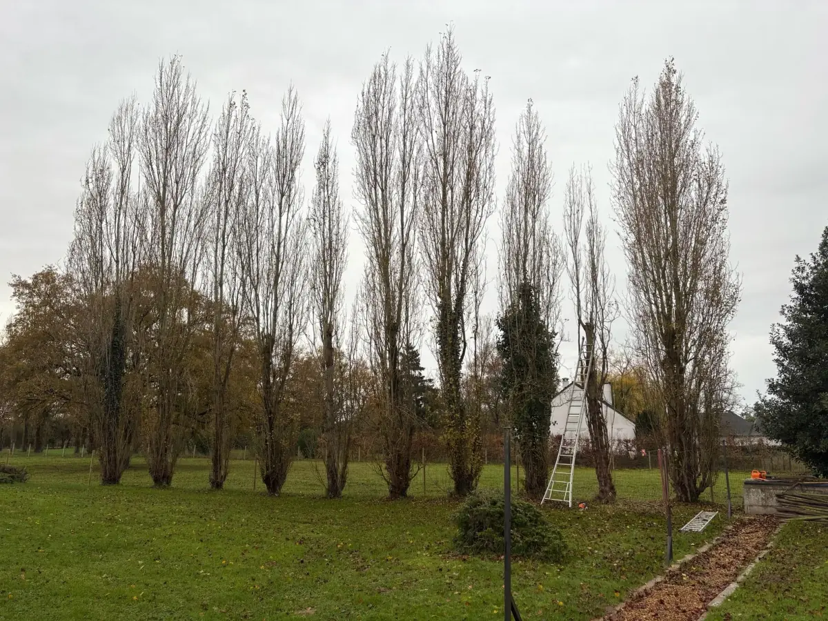 Élagage d'arbre à Angers par Moreau Paysage