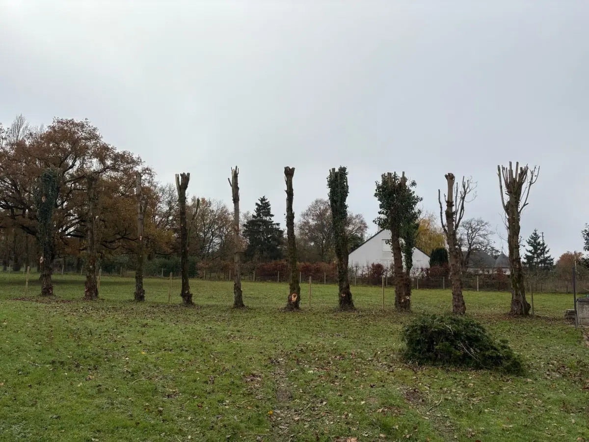 Élagage en Anjou Moreau Paysage